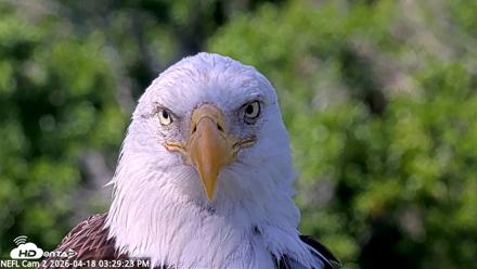 NE Florida Eagles Live Webcam - Apr 18, 2026, 3:30pm EDT