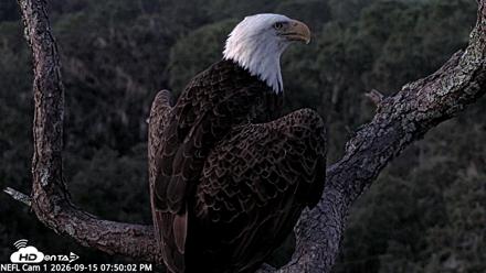 NE Florida Eagles Live Webcam - Sep 15, 2026, 7:51pm EDT