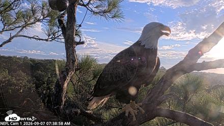 NE Florida Eagles Live Webcam - Sep 7, 2026, 7:39am EDT
