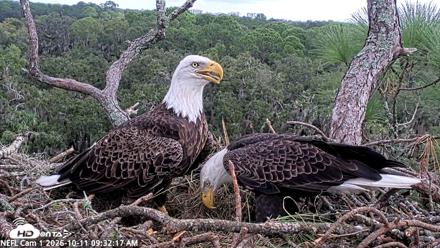NE Florida Eagles Live Webcam - Oct 11, 2026, 9:33am EDT