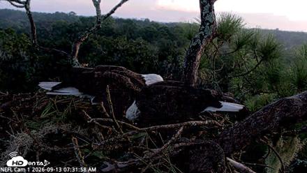 NE Florida Eagles Live Webcam - Sep 13, 2026, 7:33am EDT