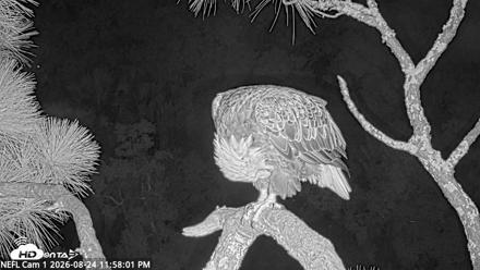 NE Florida Eagles Live Webcam - Aug 24, 2026, 11:58pm EDT