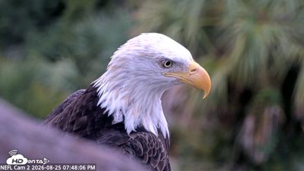 NE Florida Eagles Live Webcam - Aug 25, 2026, 7:48pm EDT