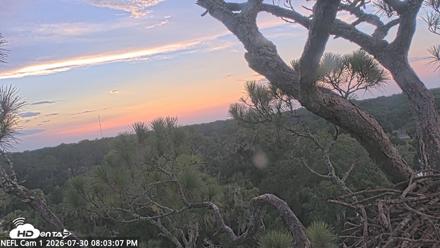 NE Florida Eagles Live Webcam - Jul 30, 2026, 8:04pm EDT