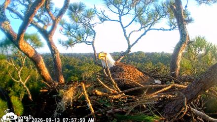 NE Florida Eagles Live Webcam - Sep 13, 2026, 7:59am EDT
