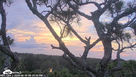 NE Florida Eagles Live Webcam - Jun 30, 2026, 8:21pm EDT