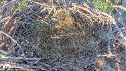 NE Florida Eagles Live Webcam - Oct 12, 2026, 8:15am EDT