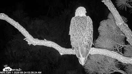 NE Florida Eagles Live Webcam - Aug 24, 2026, 3:39am EDT
