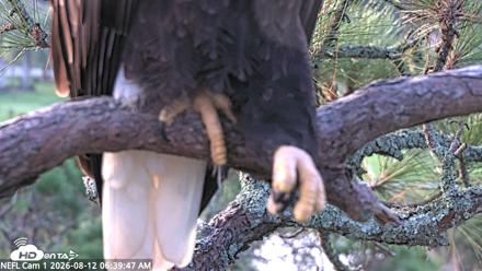 NE Florida Eagles Live Webcam - Aug 12, 2026, 6:40am EDT