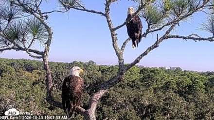 NE Florida Eagles Live Webcam - Oct 13, 2026, 10:05am EDT