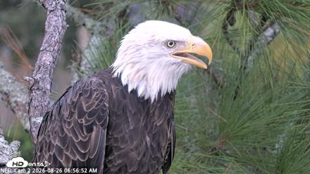 NE Florida Eagles Live Webcam - Aug 26, 2026, 7:00am EDT