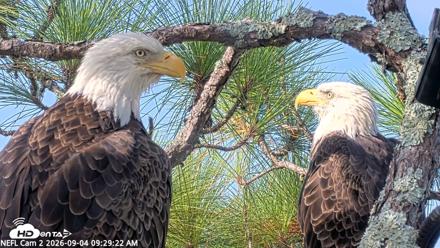 NE Florida Eagles Live Webcam - Sep 4, 2026, 9:30am EDT