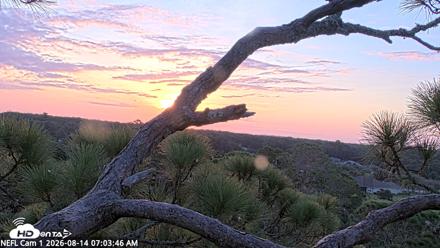 NE Florida Eagles Live Webcam - Aug 14, 2026, 7:04am EDT