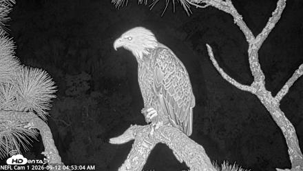 NE Florida Eagles Live Webcam - Sep 12, 2026, 4:54am EDT