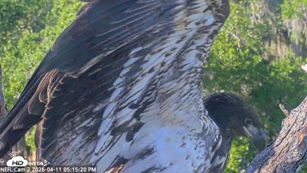 NE Florida Eagles Live Webcam - Apr 11, 2026, 5:16pm EDT