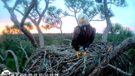 NE Florida Eagles Live Webcam - Sep 29, 2026, 7:13pm EDT