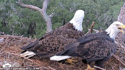 NE Florida Eagles Live Webcam - Aug 29, 2026, 7:38pm EDT
