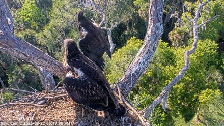 NE Florida Eagles Live Webcam - Mar 22, 2026, 5:18pm EDT