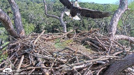 NE Florida Eagles Live Webcam - Sep 10, 2026, 10:15am EDT