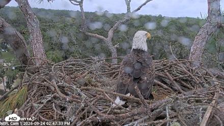 NE Florida Eagles Live Webcam - Sep 24, 2026, 2:48pm EDT