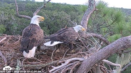 NE Florida Eagles Live Webcam - Sep 4, 2026, 7:08am EDT