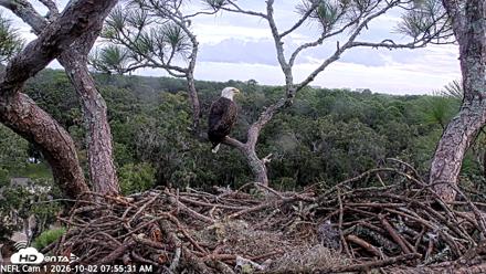NE Florida Eagles Live Webcam - Oct 2, 2026, 7:56am EDT