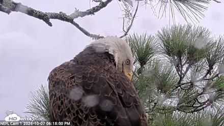 NE Florida Eagles Live Webcam - Oct 7, 2026, 6:18pm EDT