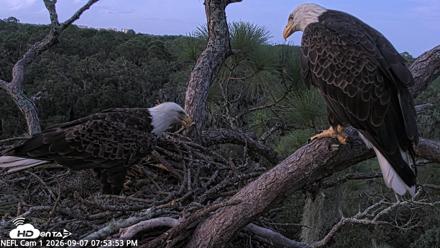 NE Florida Eagles Live Webcam - Sep 7, 2026, 7:54pm EDT