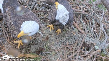 NE Florida Eagles Live Webcam - Sep 24, 2026, 2:24pm EDT