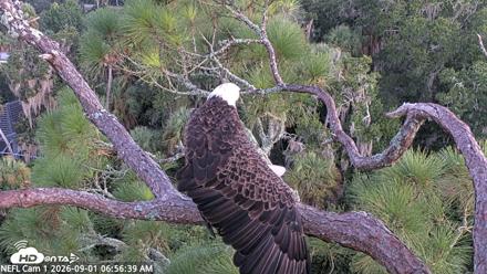 NE Florida Eagles Live Webcam - Sep 1, 2026, 6:57am EDT