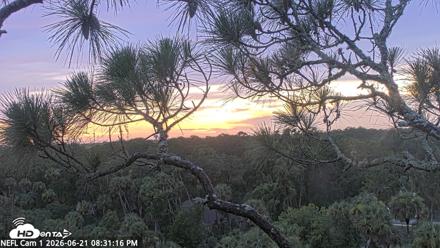 NE Florida Eagles Live Webcam - Jun 21, 2026, 8:32pm EDT