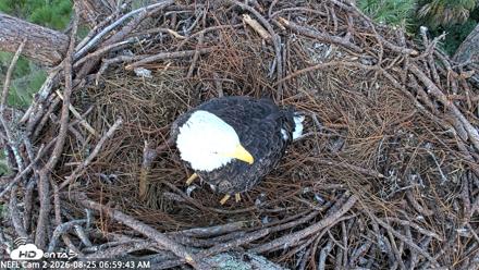 NE Florida Eagles Live Webcam - Aug 25, 2026, 7:00am EDT