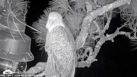NE Florida Eagles Live Webcam - Aug 21, 2026, 9:39pm EDT