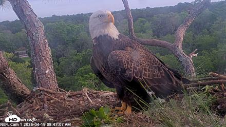 NE Florida Eagles Live Webcam - Apr 19, 2026, 8:48am EDT
