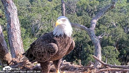 NE Florida Eagles Live Webcam - Aug 28, 2026, 9:57am EDT