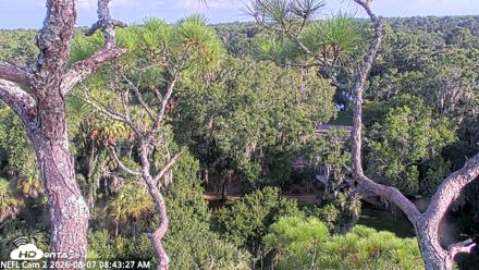 NE Florida Eagles Live Webcam - Aug 7, 2026, 8:44am EDT
