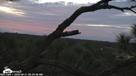 NE Florida Eagles Live Webcam - Aug 21, 2026, 6:33am EDT