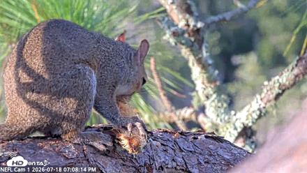 NE Florida Eagles Live Webcam - Jul 18, 2026, 7:09pm EDT