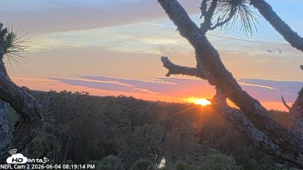 NE Florida Eagles Live Webcam - Jun 4, 2026, 8:20pm EDT