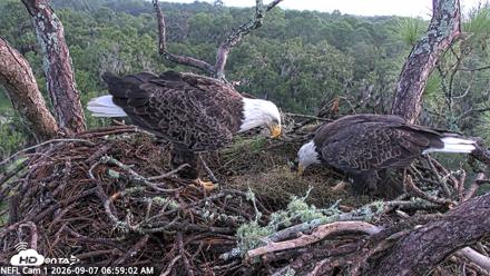 NE Florida Eagles Live Webcam - Sep 7, 2026, 7:00am EDT