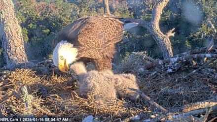 NE Florida Eagles Live Webcam - Jan 16, 2026, 8:05am EST