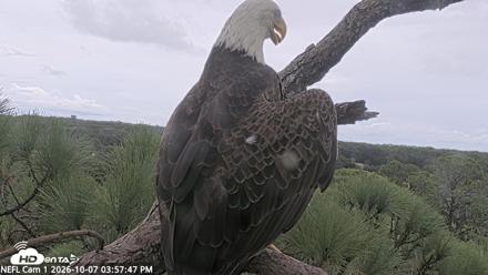 NE Florida Eagles Live Webcam - Oct 7, 2026, 3:58pm EDT