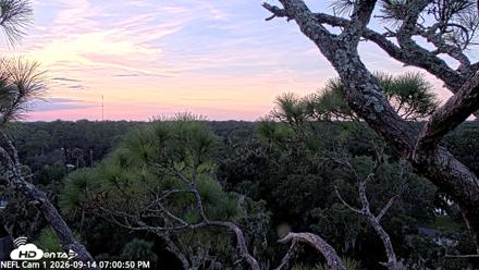 NE Florida Eagles Live Webcam - Sep 14, 2026, 7:01pm EDT