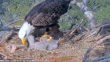 NE Florida Eagles Live Webcam - Jan 7, 2026, 2:14pm EST