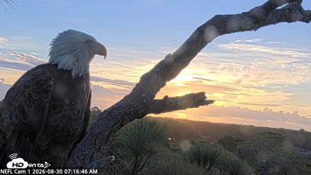 NE Florida Eagles Live Webcam - Aug 30, 2026, 7:17am EDT