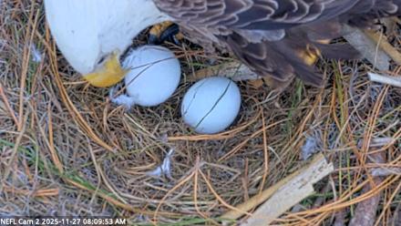 NE Florida Eagles Live Webcam - Nov 27, 2025, 8:10am EST