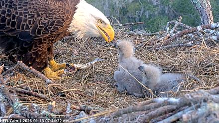 NE Florida Eagles Live Webcam - Jan 13, 2026, 7:45am EST