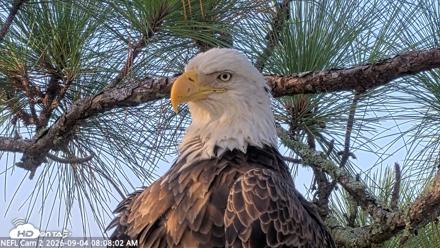 NE Florida Eagles Live Webcam - Sep 4, 2026, 8:09am EDT