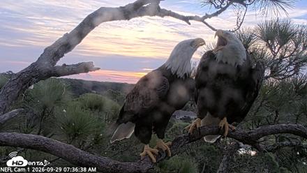 NE Florida Eagles Live Webcam - Sep 29, 2026, 7:37am EDT