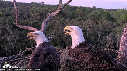 NE Florida Eagles Live Webcam - Sep 15, 2026, 7:42pm EDT